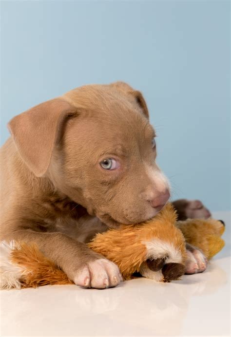 Labrador Retriever Pitbull Mix Puppies