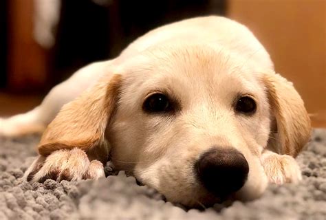 Labrador Retriever Puppy Adoption