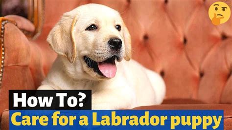Labrador Retriever Puppy Care Guide
