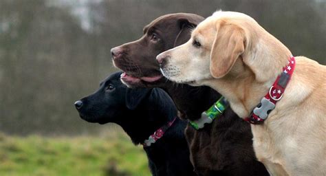 Labrador Retriever Puppy Collar Size