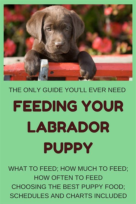 Labrador Retriever Puppy Food Amount