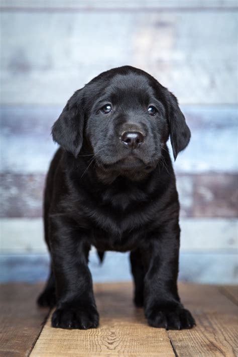 Labrador Retriever Puppy Price In Usa