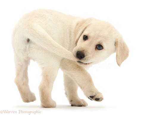 Labrador Retriever Puppy Tail