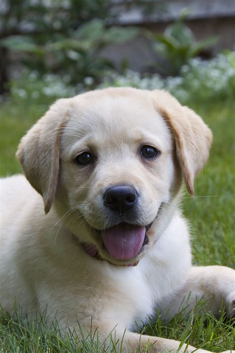Labrador Retriever Puppy Tips