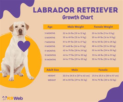 Labrador Retriever Puppy Weight Chart