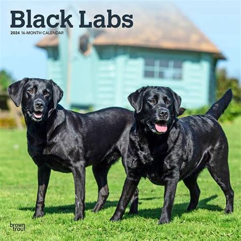 Labrador Retrievers, Black 2024 Square Foil Angus & Robertson