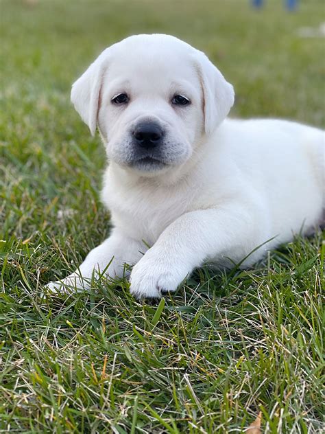 Labrador White Puppy Price