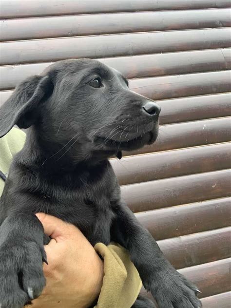 Labrador Working Puppies For Sale