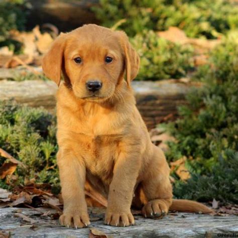 Labrador X Golden Retriever Puppy For Sale