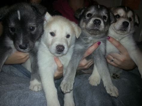 Labrador X Husky Puppies For Sale