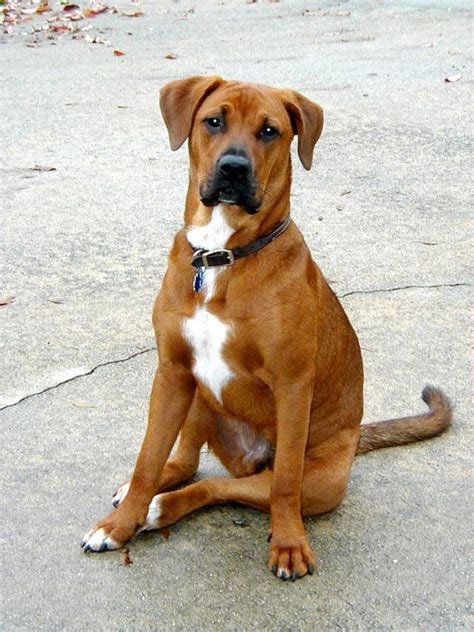  The Boxer Labrador mix is an extremely popular cross-breed 