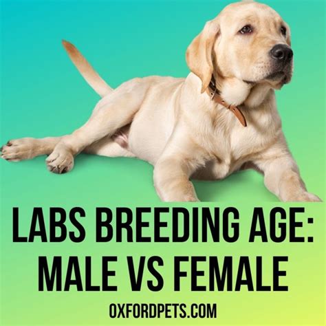 Labrador breeding age male. .  ...