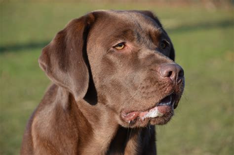 Labrador brun