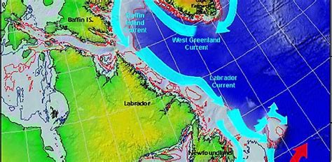 Labrador current. Things To Know About Labrador current. 
