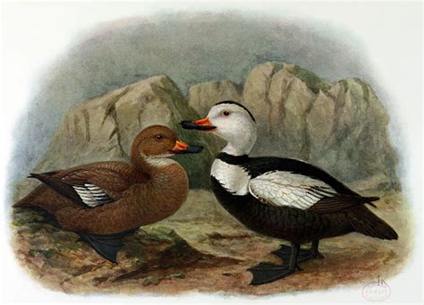 Labrador duck - Wikipedia