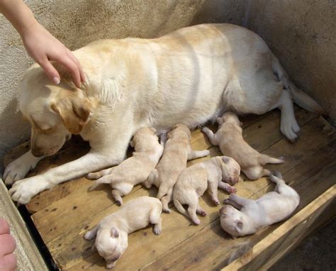 Labrador giving birth first time.  In Dogs typically gestate for about 63 days after conception...