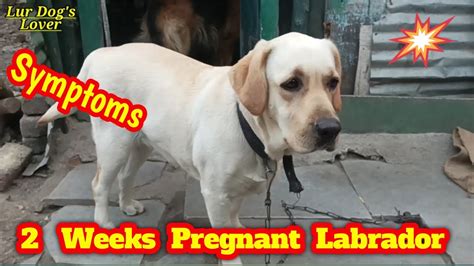 Labrador pregnancy symptoms.  Learn more.  Screening for Pregnancy Before breeding your Labra...