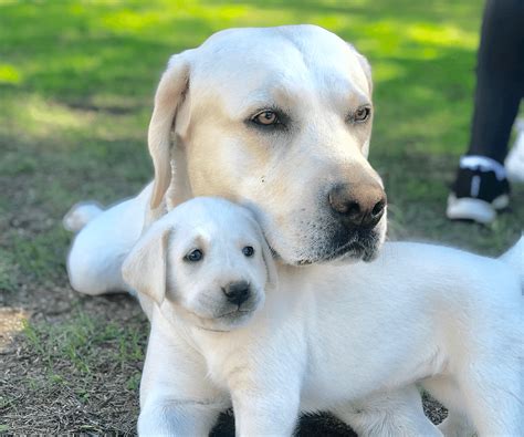 Labrador Puppies for Sale in Michigan. We offer AKC registered Labrador Retriever puppies, with our main focus on producing a great family pet and companion. Our puppies are bred for calm demeanors who will be great pets and will also have great show and field potential. We are certified “Bred with H.E.A.R.T.” Breeders with the AKC, all of our Labs ….