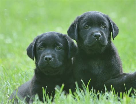 Labrador puppy price.  Features: Champion Bloodline Labrador Curious how much Lab...