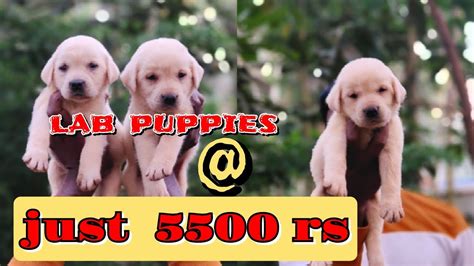 Labrador puppy price.  Transportation available.  Wir widmen uns als einz...