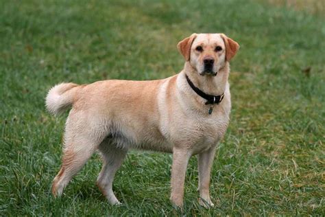 Labrador retriever cost. Things To Know About Labrador retriever cost. 