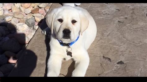 AKC Labrador Retriever Puppies Raised in our home with kids and cats. Will be wormed and have first vaccinations when they go home. Born April 17th ready for their new home June 12th. rehoming fee We practice ENS with the …. 