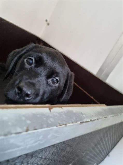 Labrador-puppies in East Ayrshire Dogs & Puppies for Sale - Gumtree