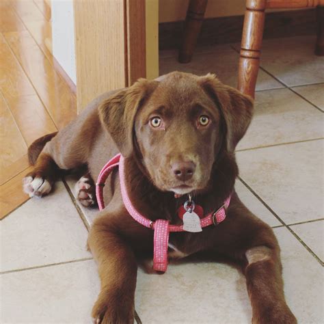 Labs for adoption near me. "Click here to view Lab Dogs in California for adoption. Individuals & rescue groups can post animals free." - ♥ RESCUE ME! ♥ ۬ 