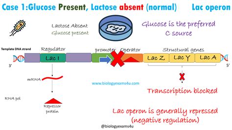 Lac operon when glucose is present