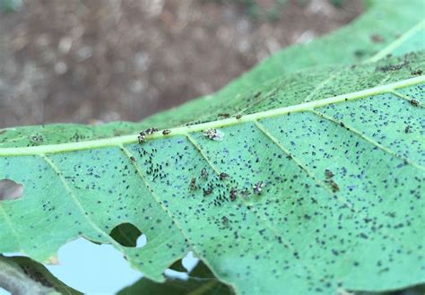 Lace bug damage on leaves is unsightly but can be treated