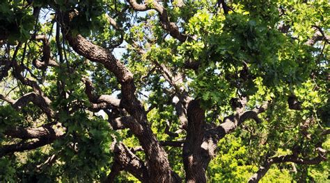 Lacebark Elms: How to Grow a Quick and Tall Tree: TreeNewal