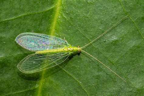Lacewings Leaks PORN 💦 102 Videos