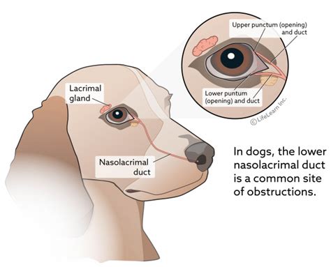 Lacrimal Duct Obstruction in Dogs VCA Animal Hospital