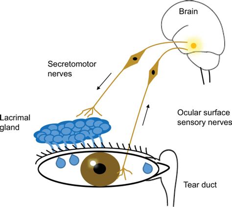 Lacrimal gland development: From signaling interactions …