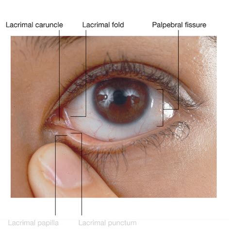 Lacrimal papilla - Wikipedia