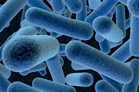 Lactobacillus delbrueckii subsp. bulgaricus - Wikipedia