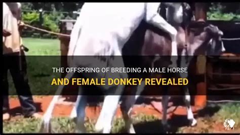 Ladies fucking donkeys. .  ...