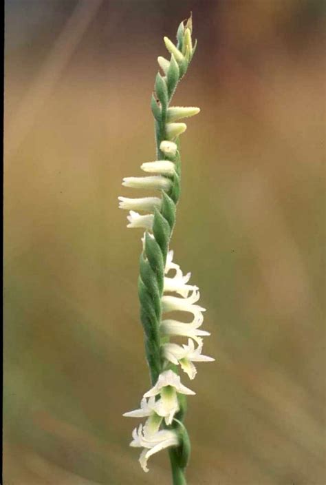 Ladies tresses in your pocket a guide to the native ladies tresses orchids spiranthes of the uni. - 2003 yamaha z250turb outboard service repair maintenance manual factory.