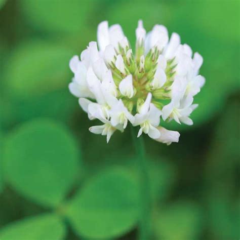 Ladino Clover-Trifolium Repens - pennington.com