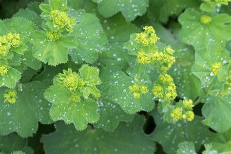 Lady’s Mantle Petitti Garden Centers