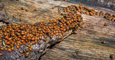 Lady bug infestation. To detect bed bugs, look for common signs of infestations, including bites discovered in the morning, spots of blood, fecal matter and live insects. Bed bugs frequently hide betwee... 