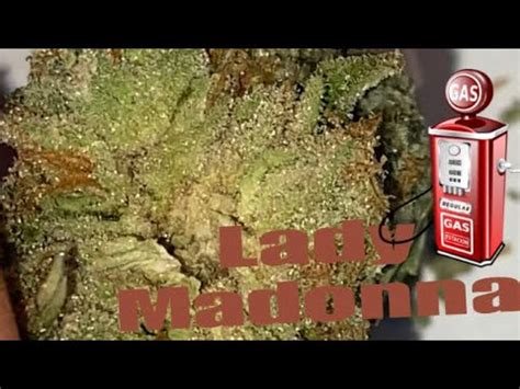 The Lady Madonna strain is a hybrid, with a genetic makeup that is a combination of Sativa and Indica strains. It has a moderate to high THC level, which typically ranges between 18% and 22%. This strain also has a low CBD level, which means that it is not recommended for medical purposes such as pain relief or treatment for anxiety.. 