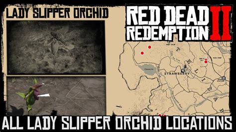 Lady slipper orchids rdr2. May 13, 2023 · 20 Heron Plumes 7 Lady Slipper Orchids 10 Moccasin Flower Orchids: $125: 3: ... In order to find out where you can find these Exotic Items in RDR2, you need to take a look at the map of the world ... 