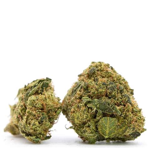 Description. Zaza is an indica-dominant hybrid bred by California’s