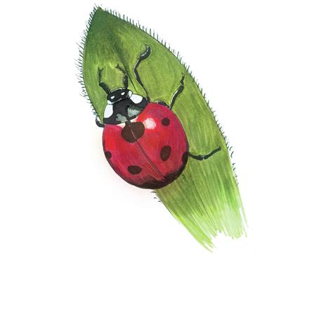Ladybug On Leaf Drawing