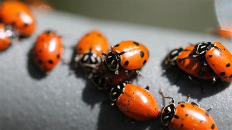 Ladybugs in my house. Adult ladybugs usually like to live in warm, dry places with plenty of food available. This can include locations near windowsills, attics, or even inside furniture. In addition, ladybugs may also take up residence in garages or sheds if they can find their way inside. 