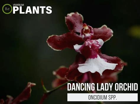 Ladyorchid Onlyfans Leak XxX 💋