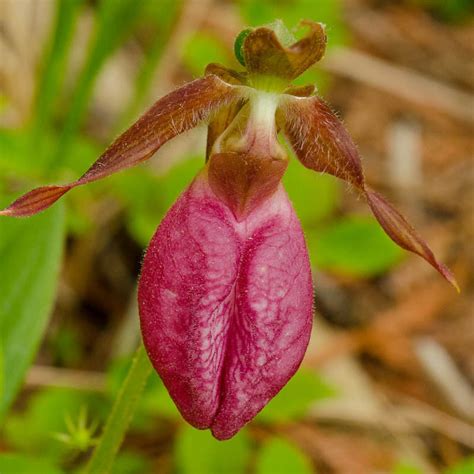 Ladys slippers in your pocket a guide to the native ladys slipper orchids cypripedium of the united states. - Ser ou não ser bibliotecário e outros manifestos contra a rotina.