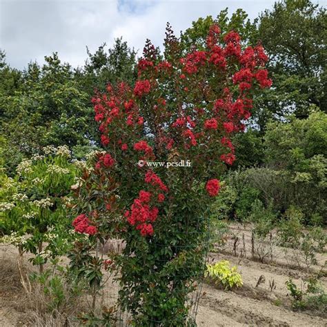 Lagerstroemia indica dynamite (LYTHRACEAE).