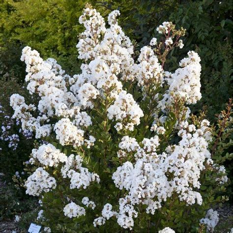 Lagerstroemia indica oya ağacı Virgin (6926-7115) 1001fidan.